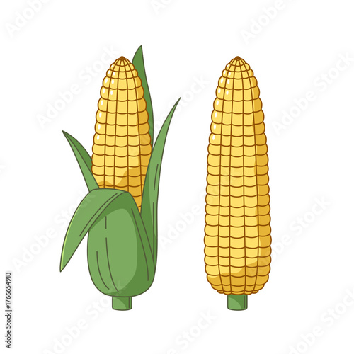 Corn, corncob in leaves, simple vector line illustration