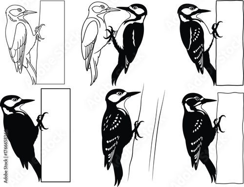 Woodpecker drawing stages set, bird on tree trunk, outline to shaded detail, perched pose, feather anatomy, vector illustration