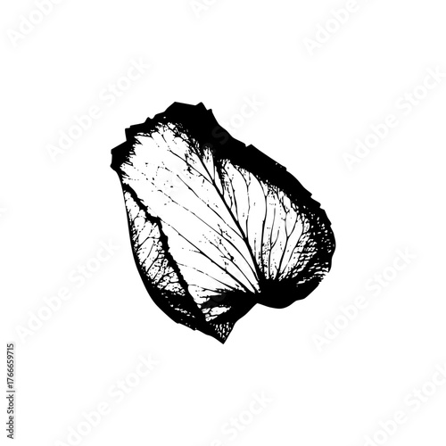 Cabbage illustration texture in botanical study