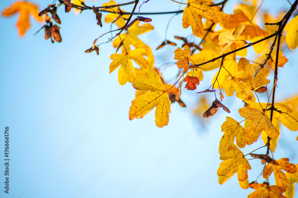 Obraz premium Bright yellow foliage contrasts beautifully with a clear blue sky, capturing the essence of autumn's serene atmosphere and seasonal change.