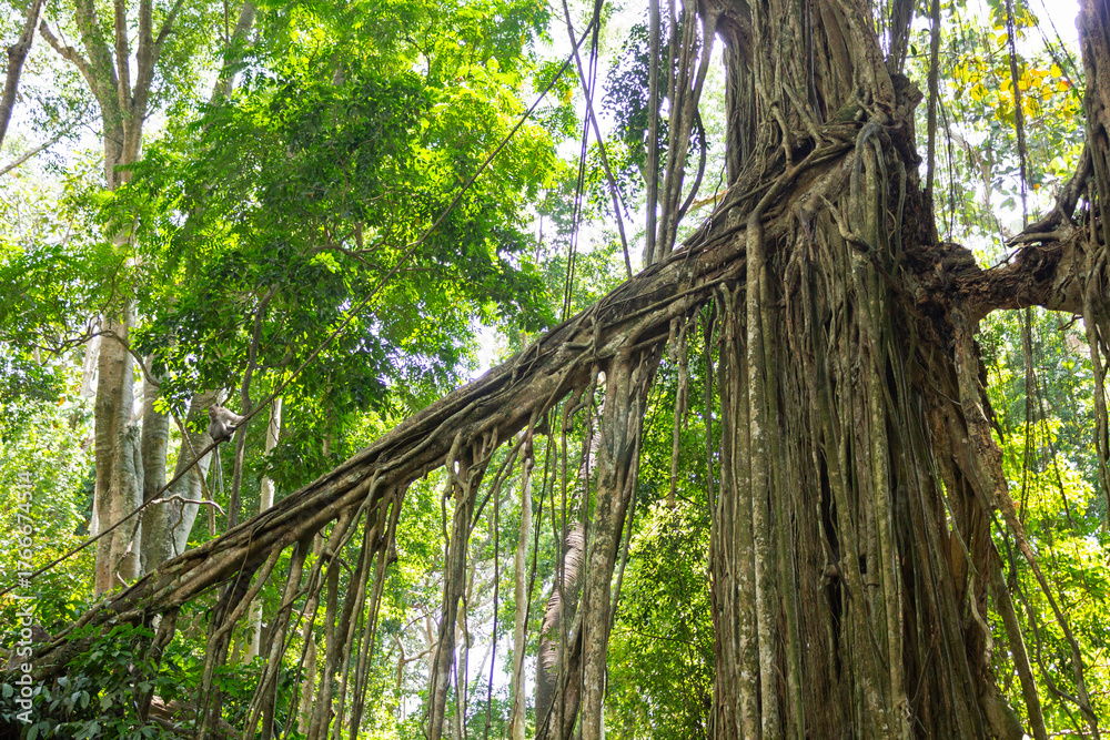 Fototapeta premium Ubud’s Sacred Monkey Forest. Bali Photography in Lush Jungle. Indonesia. 4k Resolution. Balinese Ancient Temple. Sacred Monkey Forest Sanctuary