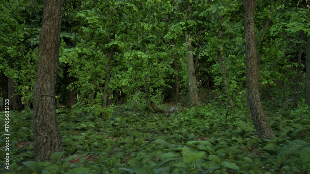 Obraz premium Sunlight filters through tall trees, illuminating the vibrant green foliage in a peaceful forest. The ground is covered with thick plants, creating a tranquil and inviting atmosphere.