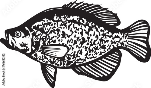 Crappie Hand drawn vector illustration. Black and white graphics on a white background