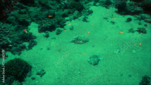 Wallpaper Mural Amidst the blue depths, a stingray glides gracefully over a sandy ocean floor, surrounded by vibrant fish and coral formations, showcasing the beauty of underwater life. Torontodigital.ca