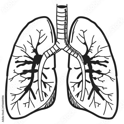 Human Lungs Respiratory System Hand Drawn Illustration