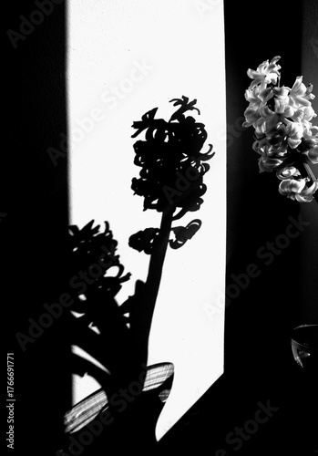 jacinthe et son ombre  ,face à face , fleur blanche , soleil d'hiver dans maison  , vraie vie 