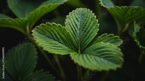 Wallpaper Mural Close-up of vibrant, textured green leaves with intricate veins and a serrated edge, set against a dark background Torontodigital.ca