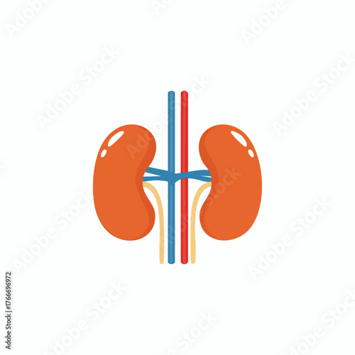 Kidney Illustration Depicting Human Organ System Anatomy.