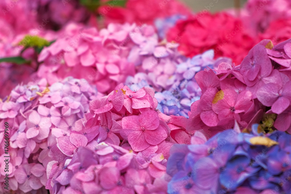 Obraz premium Hydrangea blooming. Blue, purple and pink heads of hydrangea flower petals. Beautiful Garden. Landscaping trend. Shrubbery blooms in the backyard. Scenic of nice landscaped. Green home design. Closeup