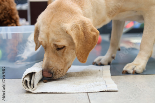 Blonde Labrador retriever: dog, breed, pet, companion animal, mammal, animal, playing