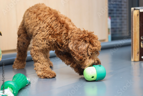 Australian Labradoodle puppy: labradoodle, dog, breed, pet, companion animal, mammal, animal, playing