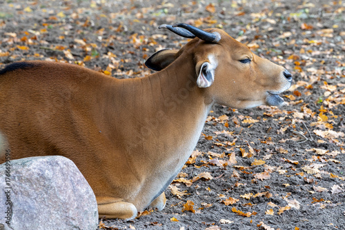 Lazy banteng, animal, mammal, cattle, Bali cattle, hoofed animal, bovidae, even-toed ungulate