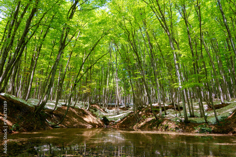 Fototapeta premium 250430十日町市松之山美人林