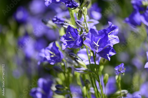 Closeup Campanula persicifolia also known peach-leaved bellflower with blurred background in summer garden