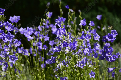 Closeup Campanula persicifolia also known peach-leaved bellflower with blurred background in summer garden