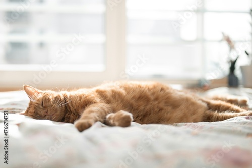 Schilderij op canvas cat sleeping on the bed