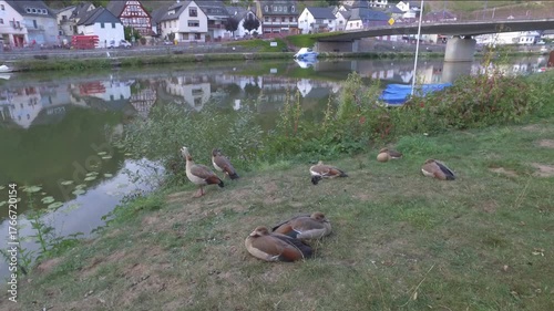 Egyptian geese resting by the Lahn river in a small german town Obernhof
