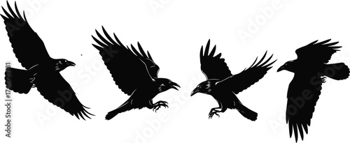 Flying raven silhouette set, black crow in motion, dynamic wing pose, feather detail, isolated vector, white background illustration