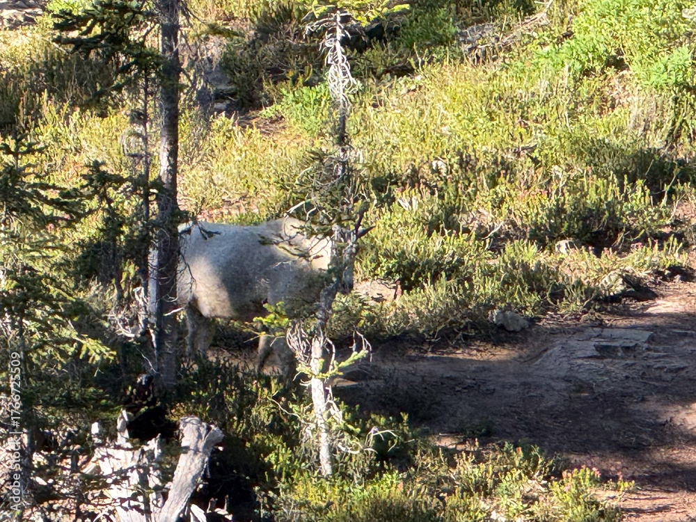 Obraz premium A goat hidden among the vegetation in Ross Lake North Cascades National Park.USA, Washington july 19 2025.