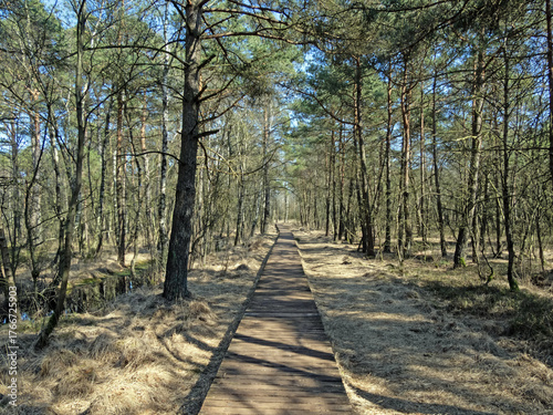 Ein Plankenweg führt durch die Landschaft im Pietzmoor in der Lüneburger Heide bei Schneverdingen, Deutschland