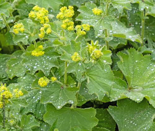 Nahaufnahme eines blühenden Frauenmantels, Alchemilla, mit Wassertropfen auf den Blättern