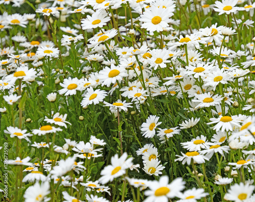 Blick in ein Blumenbeet mit vielen weiß blühenden Margeriten, Leucanthemum