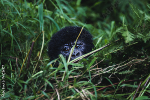 In the Mist of Mgahinga: The Gentle Giants of the Mountains