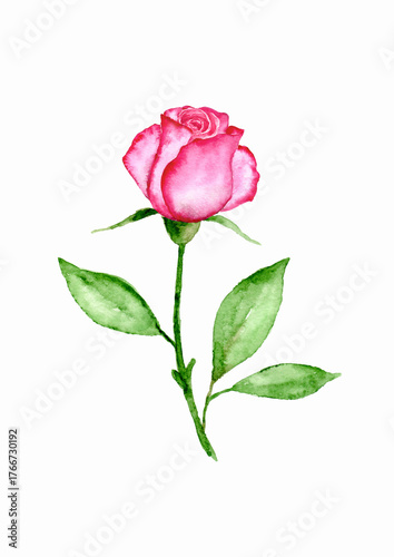 Watercolor pink rose isolated on white background. Design for wall art, greeting cards, posters, stickers, logo and textile.