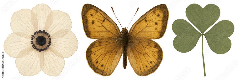 Obraz premium Nature's delicate trio captured beautifully