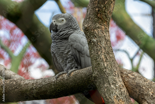 African grey parrot resting in the tree, Psittacus erithacus, bird, parrot, psittacine, African and New World parrots
