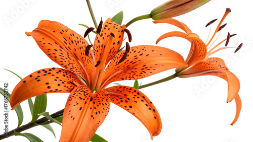 Orange tiger lily cut out isolated on white background PNG. AI GENERATED.