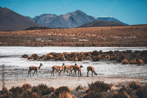 Photos herd of vicunas in a salar in bolivian andes