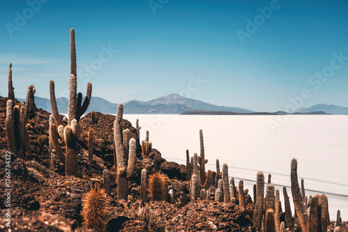 Fotografie group of cactus on the incahuasi island in salar de uyuni with mountains backgro