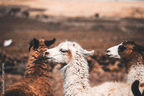 Obraz na płótnie portrait of a white llama in salar de uyuni
