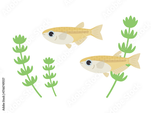 白背景のメダカと水草のイラスト素材
