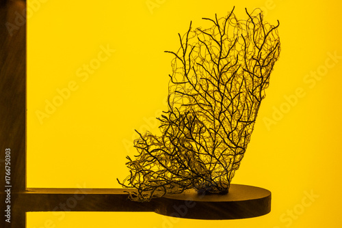 Coral display with yellow background