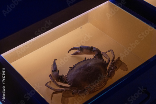 Crab Condo that houses these creatures in drawer-style tanks