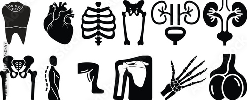Anatomy glyph icon set. Vector pictograms of body organs, bone, skeleton, spine, eye, ear, nose, mouth, lips, hand, foot, stomach, kidneys, bladder, black sign silhouette illustration.