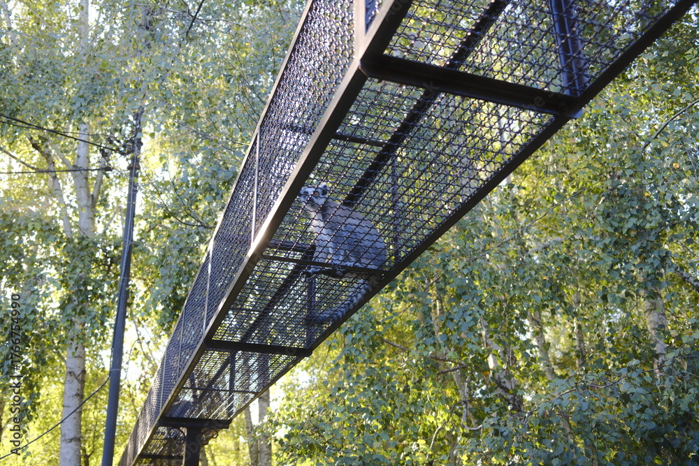 Obraz premium A Ring-tailed Lemur sits on a metal bridge between trees at the zoo.