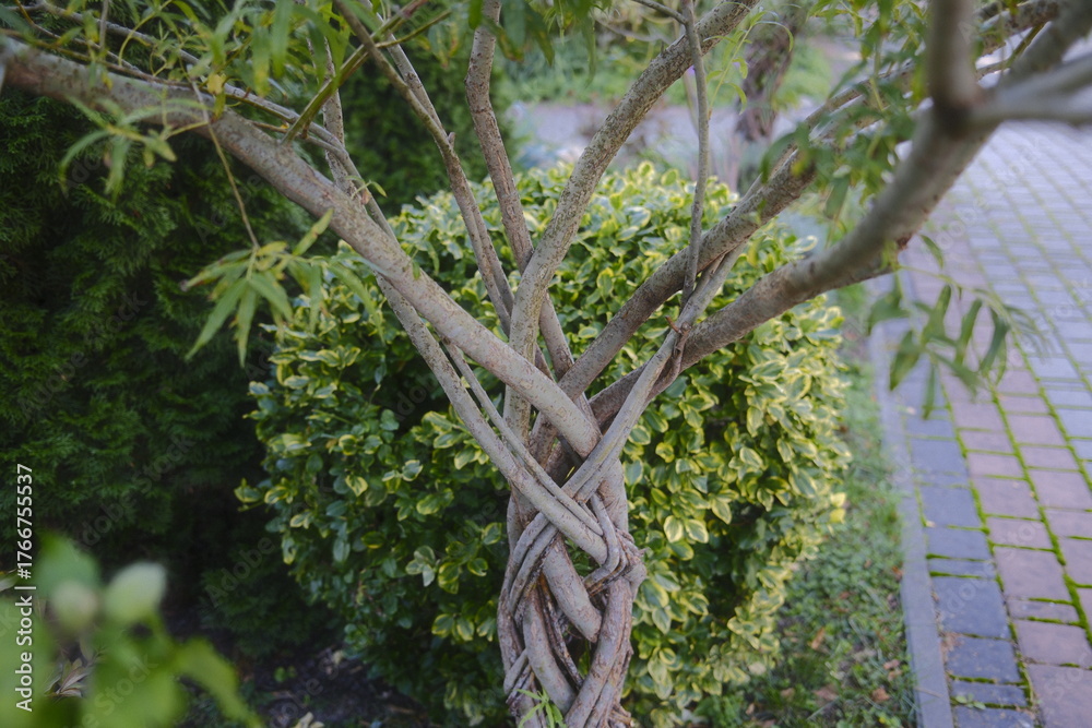 Fototapeta premium The interesting braided trunk is seen in this weeping standard tree.