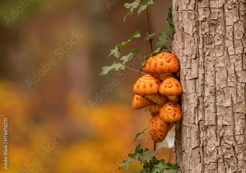 Mushrooms on a tree in an autumn forest