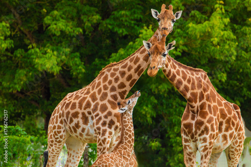 Canvas Print family of Giraffe Giraffa camelopardalis,with a baby