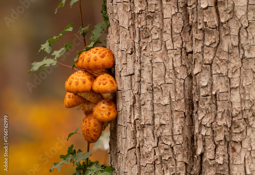 Mushrooms on a tree in an autumn forest