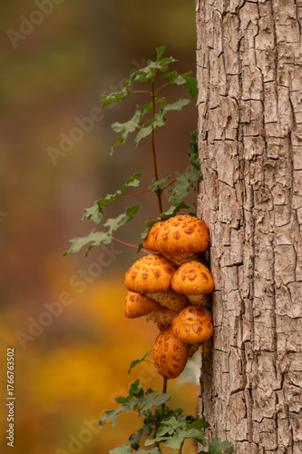 Mushrooms on a tree in an autumn forest