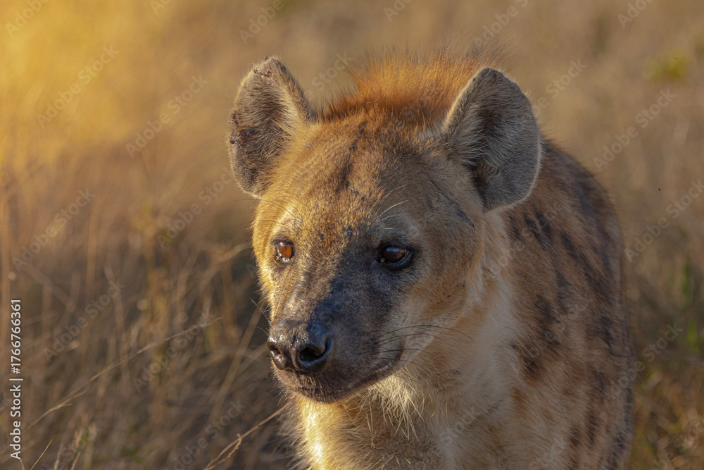 Fototapeta premium hyena in the savannah