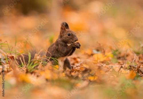 Curious and playful red squirrel in the park in the autumn atmosphere