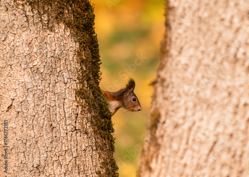 Curious and playful red squirrel in the park in the autumn atmosphere