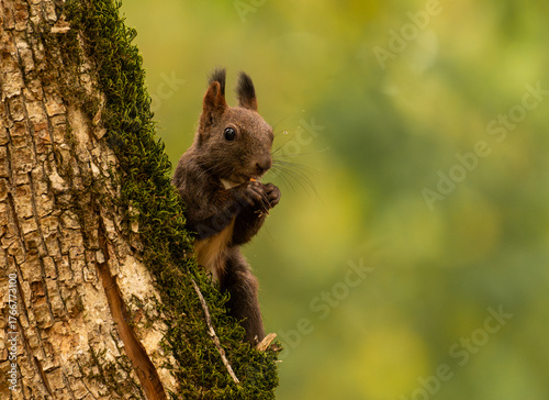 Curious and playful red squirrel in the park in the autumn atmosphere