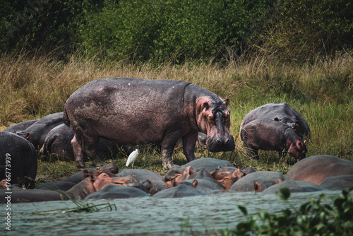 Hippos Emerging from the Water at Dawn