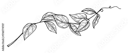 Curling abstract vine shoots with tendrils monochrome vector illustration painted by black inks. Hand drawn plant branch for wedding stationery, greeting card, organic product packaging